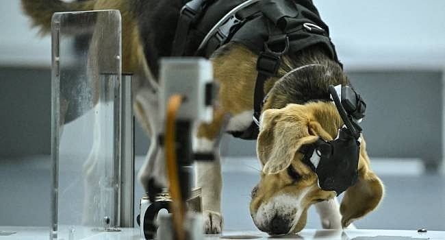 Bengaluru-dog.jpg