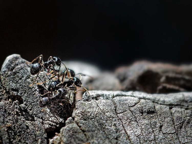 ants_17b65955b2c_large.jpg
